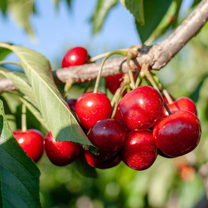 Sweet Cherry (Prunus avium) Seeds for Planting – Heirloom, Non-GMO, Red Fruit Variety, Easy to Grow, Perennial