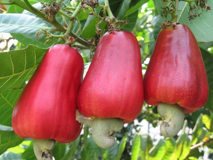 Cashew Nut Anacardium Occidentale – Tropical Fruit Tree Seeds