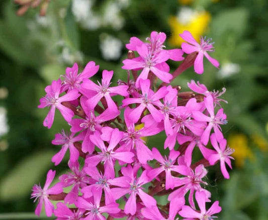 None So Pretty Catchfly Silene – Colorful Garden Flower Seeds