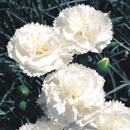 Carnation Dianthus Caryophyllus – Grenadin White Flower Seeds