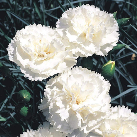 Carnation Dianthus Caryophyllus – Grenadin White Flower Seeds