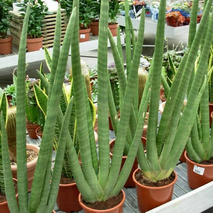 Sansevieria Cylindrica Seeds African Spear Plant Hardy Air-Purifying Succulent for Home & Office