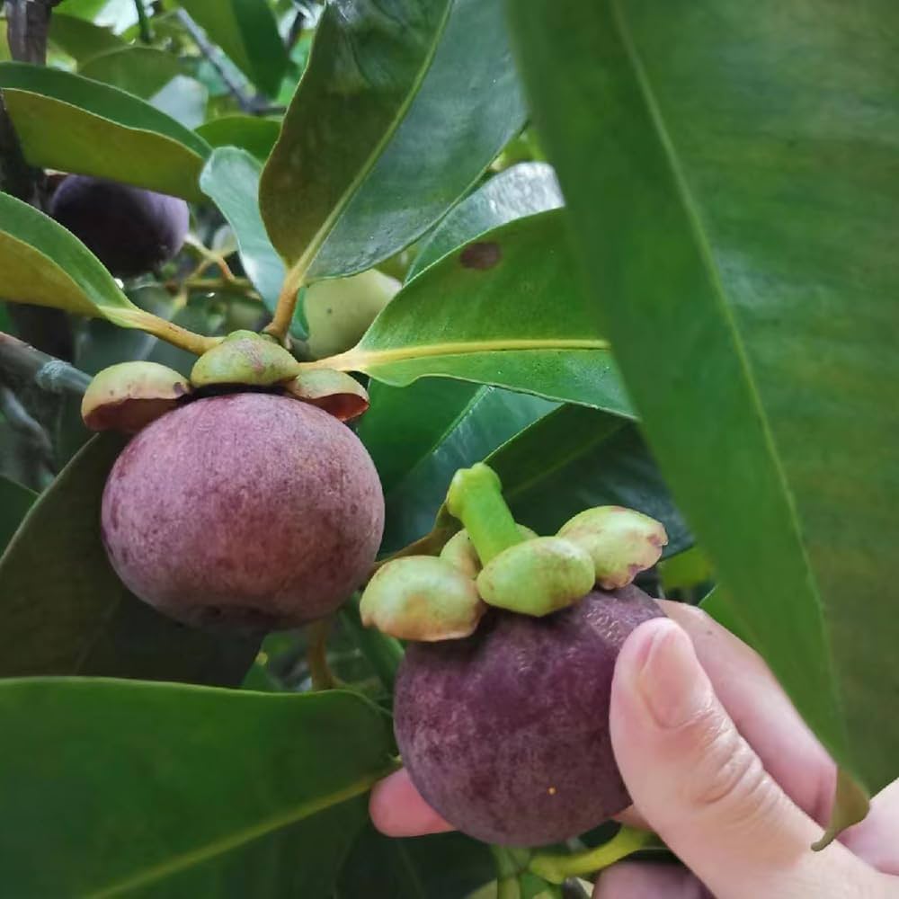 Mangosteen (Garcinia mangostana) Seeds for Planting – Heirloom, Non-GMO, Tropical Variety, Easy to Grow