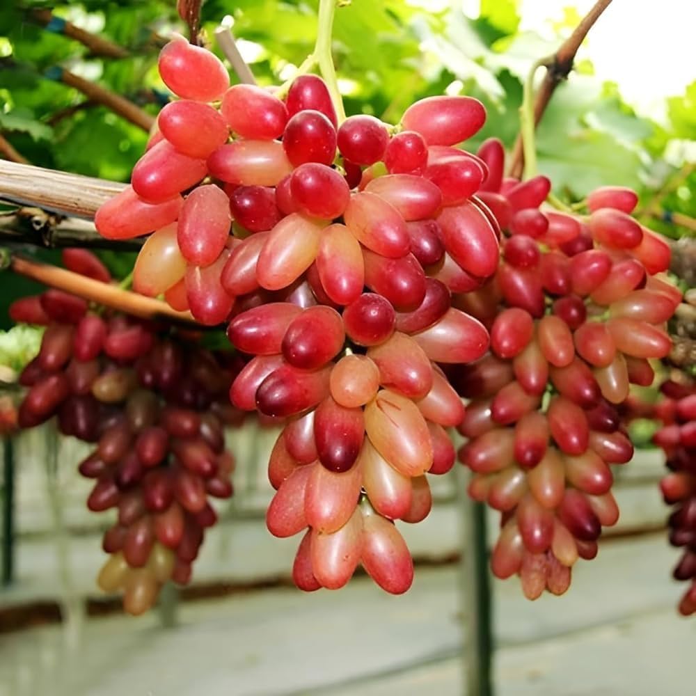 Rare Finger Grape Seeds Advanced Fruit Seed Natural Growth Grape Delicious