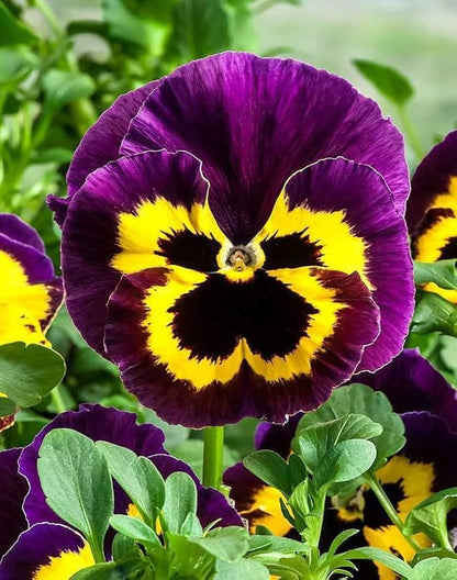 Violet Yellow Pansy Flower seeds for Planting - Bright Blooms, Heirloom & GMO Free Seeds for Home Garden