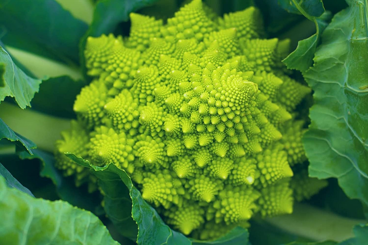 Broccoli Seeds Non-GMO Fresh Garden Seeds Made in USA Ships from Iowa