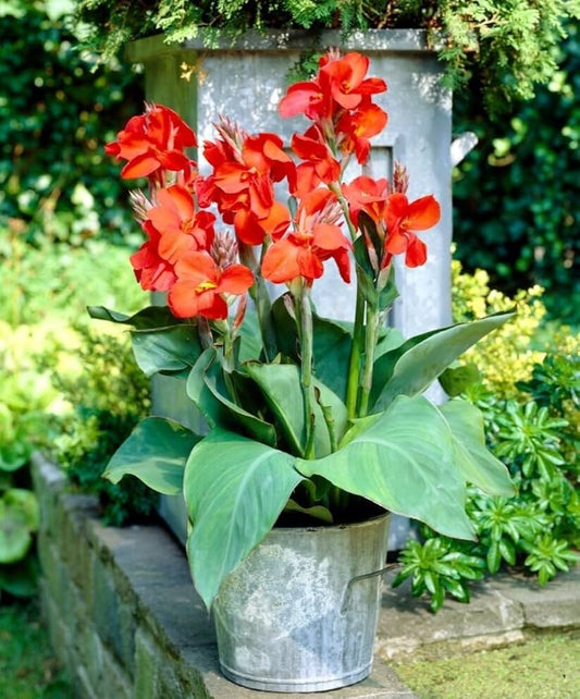 Red Canna Indica – Showy Garden Flower Seeds