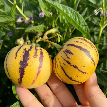 Pepino ‘Colossal Giant’ Seeds – Heirloom, Non-GMO, Large Sweet Melon-Type Fruit