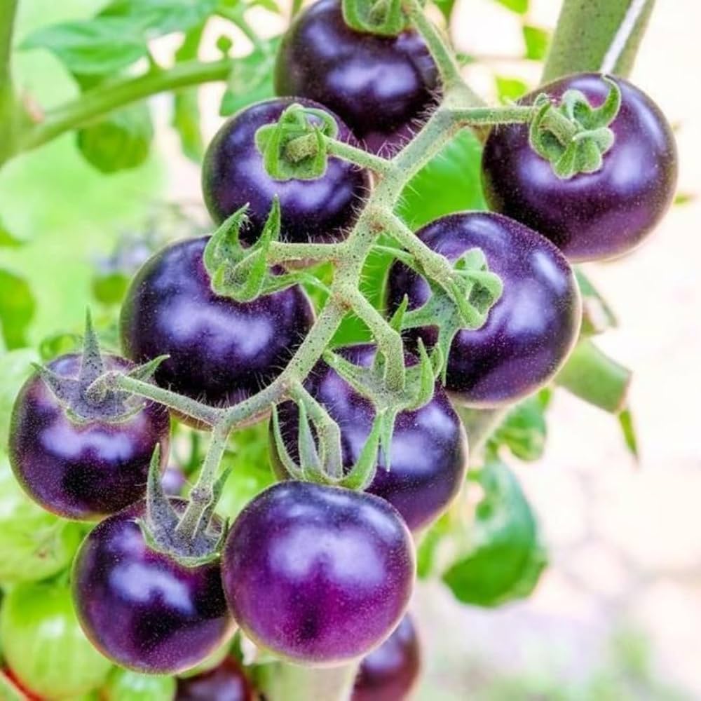 Bosque Bumblebee Tomato – Heirloom Vegetable Garden Seeds