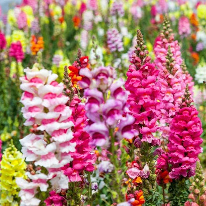 Snapdragon Antirrhinum Montego – Garden Flower Seeds