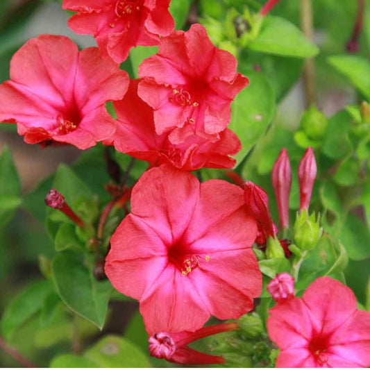 Red Four O'Clock Mirabilis Jalapa – Colorful Wildflower Garden Seeds