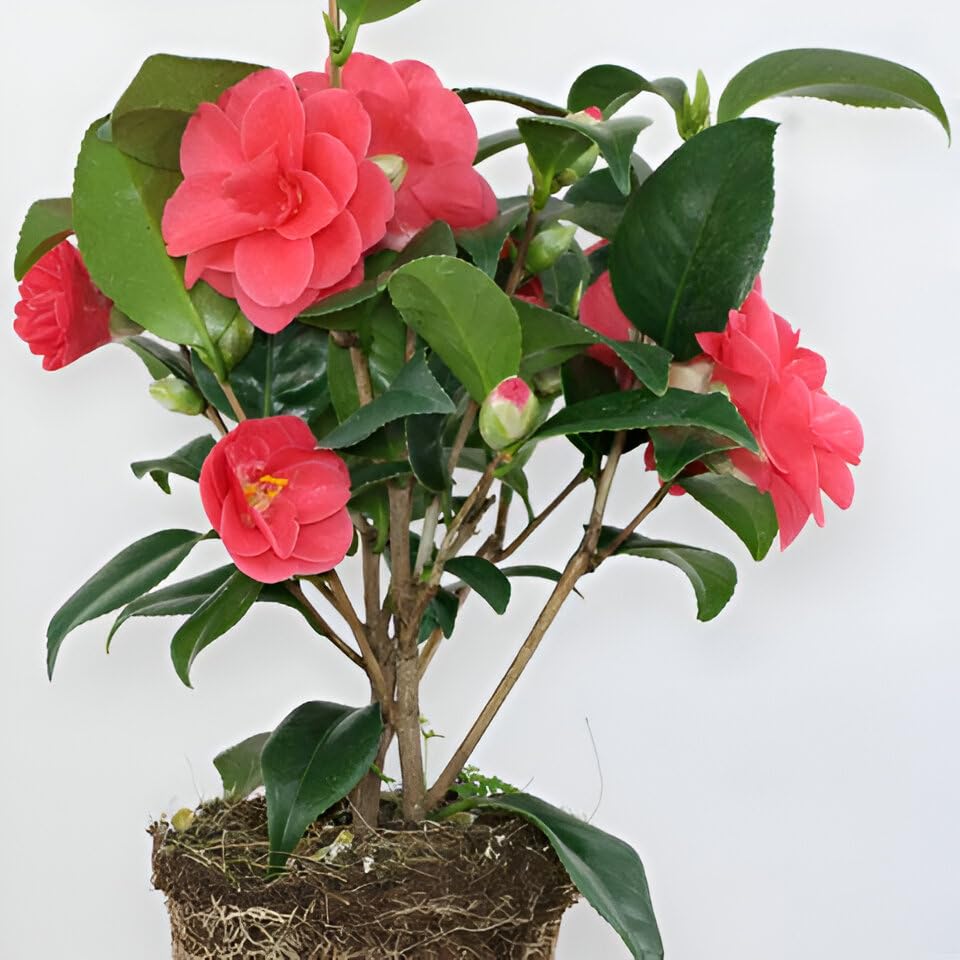 Camellia sinensis ‘Assamica Red Flush’ – Red-Tinged Foliage Plant for Gardens