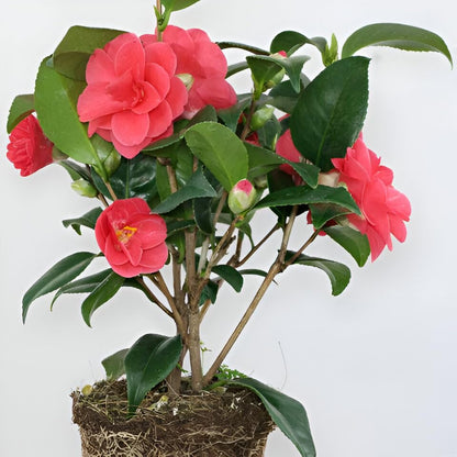 Camellia sinensis ‘Assamica Red Flush’ – Red-Tinged Foliage Plant for Gardens