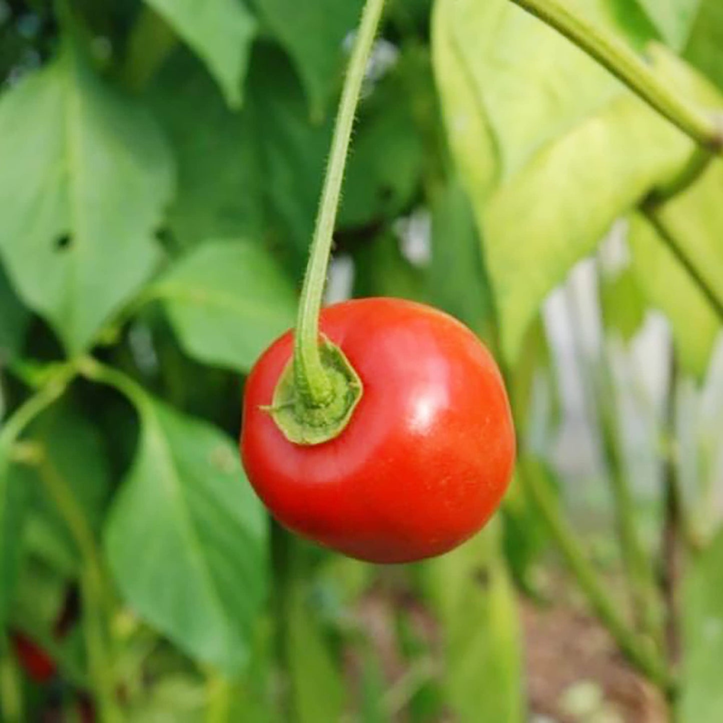 Rocoto Mix Manzano Pepper – Hot Garden Vegetable Seeds