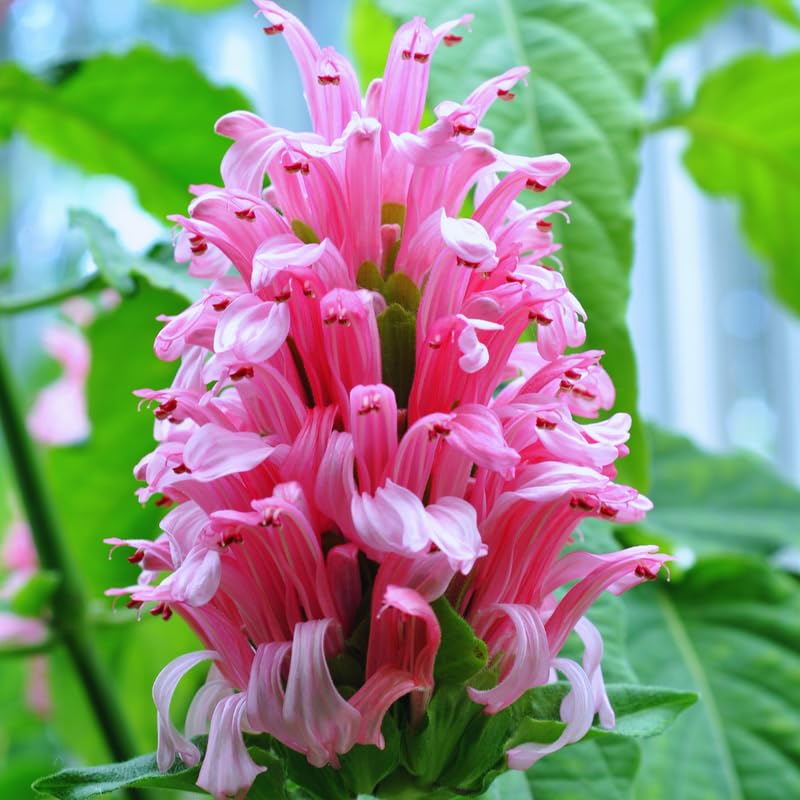 Pachystachys Pink Lutea Flower Seeds – Heirloom, Non-GMO, Ornamental Tropical Variety