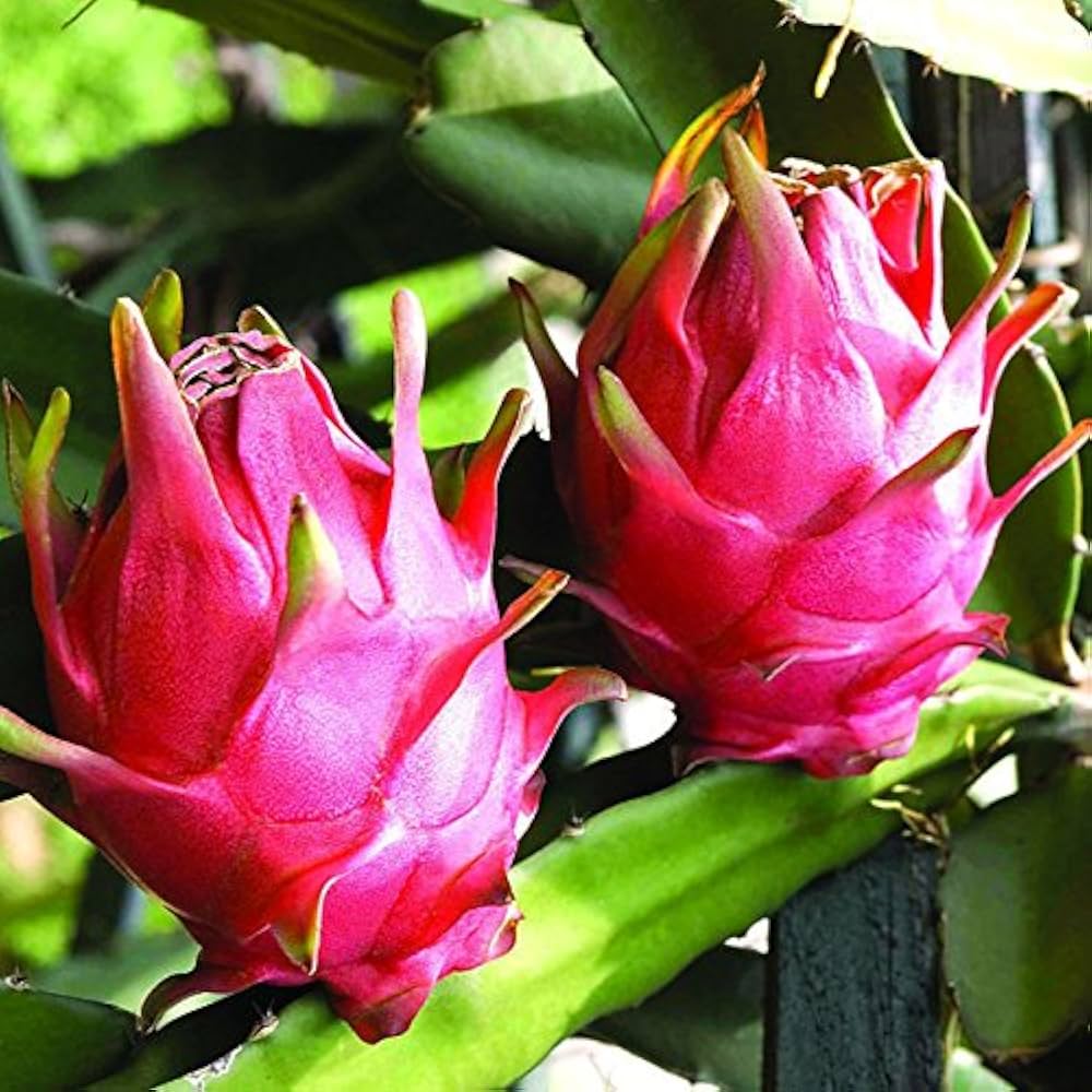 Pitaya (Dragon Fruit) Seeds for Planting – Heirloom, Non-GMO, Easy to Grow, Tropical Variety