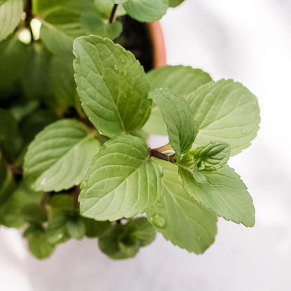 Chocolate Mint (Mentha Piperita Citrata) Seeds for Planting – Aromatic Garden Herb