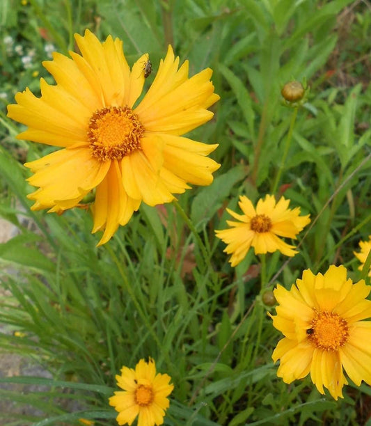 Coreopsis Lanceleaf Dwarf Perennial Coreopsis Lanceolata – Compact Garden Flower Seeds