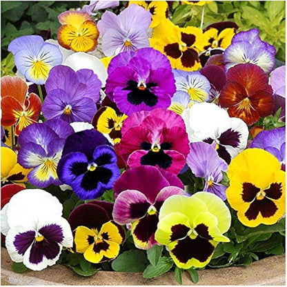 Violet Yellow Pansy Flower seeds for Planting - Bright Blooms, Heirloom & GMO Free Seeds for Home Garden