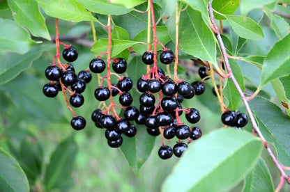 Black Cherry – Garden Fruit Seeds