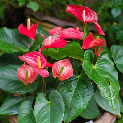 Red Anthurium Flower – Garden Flower Seeds
