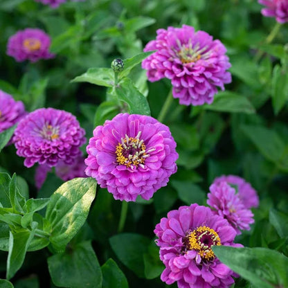 Zinnia Zinnia Elegans – Purple Prince Garden Flower Seeds