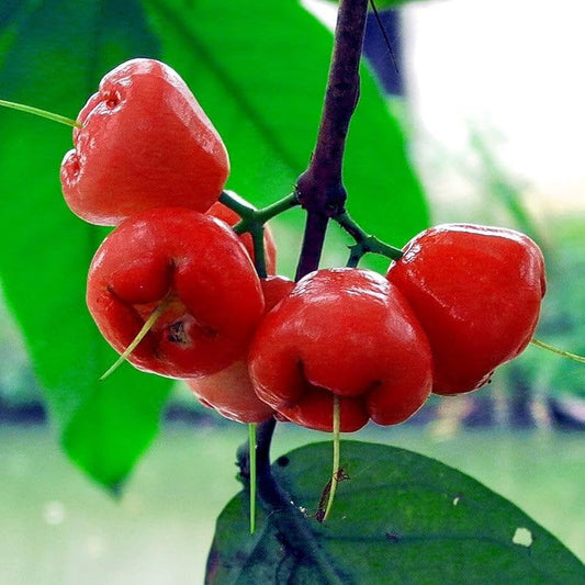 Grafteed Syzygium Aqueum Red Taiwan Fruit Tree Free Ptosanitary – Hardy Fruit Tree Seeds