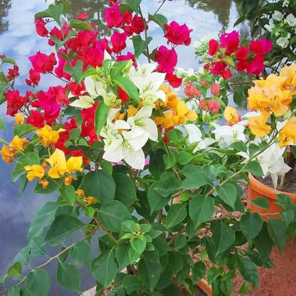 Mixed Bougainvillea Seeds - Multi-Color Flowering Vine Drought-Tolerant Tropical Climber
