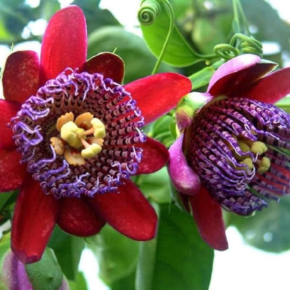 Passiflora alata Seeds – Winged-Stem Passion Flower, Heirloom, Non-GMO, Tropical Climbing Vine