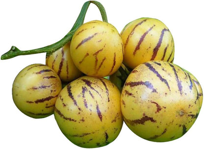 Pepino ‘Colossal Giant’ Seeds – Heirloom, Non-GMO, Large Sweet Melon-Type Fruit
