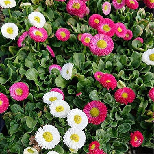 English Daisy Mixed Colors Bellis Perennis Super Enorma – Heirloom Garden Flower Seeds