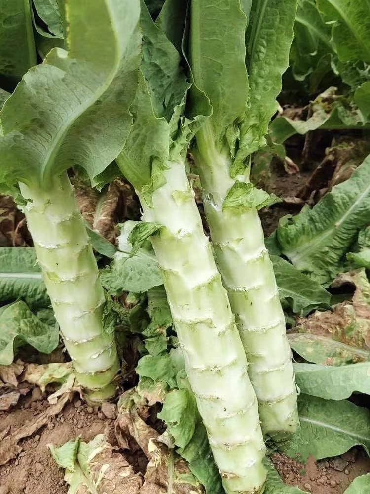 Lettuce Looseleaf Celtuce Lactuca Sativa – Vegetable Garden Seeds