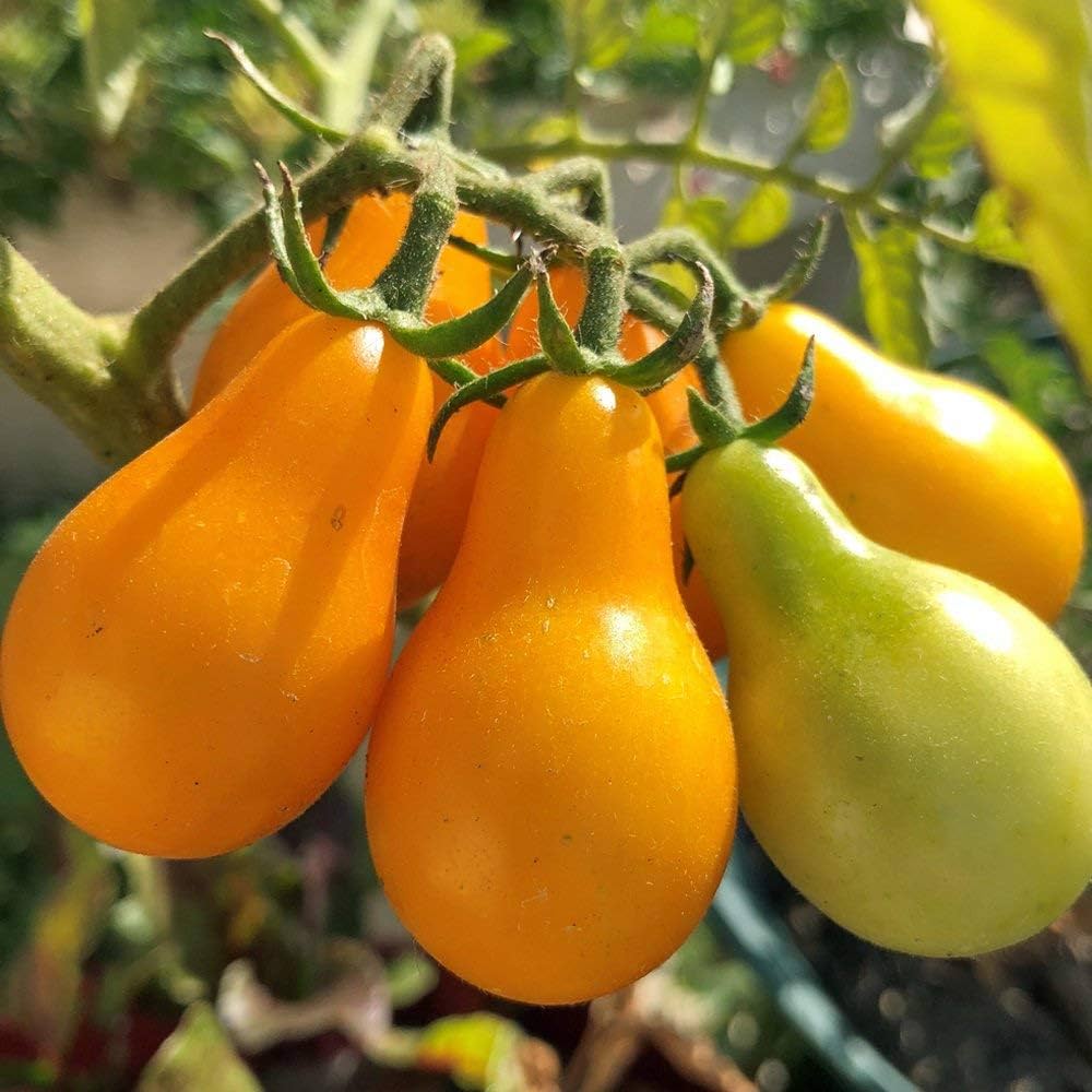 Yellow Pear Tomato – Heirloom Vegetable Seeds