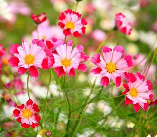 Cosmos Sea Shells Cosmos Bipinnatus – Colorful Garden Flower Seeds