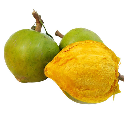 Premium Lucuma Fruit Seeds – Exotic Tropical Tree Seeds for Home Growing