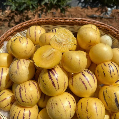 Pepino ‘Colossal Giant’ Seeds – Heirloom, Non-GMO, Large Sweet Melon-Type Fruit