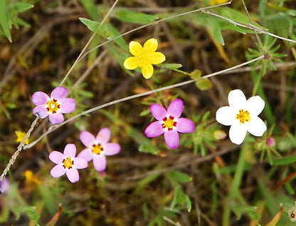 Leptosiphon Leptosiphon Hybrid – French Hybrid Mixed Color Flower Seeds
