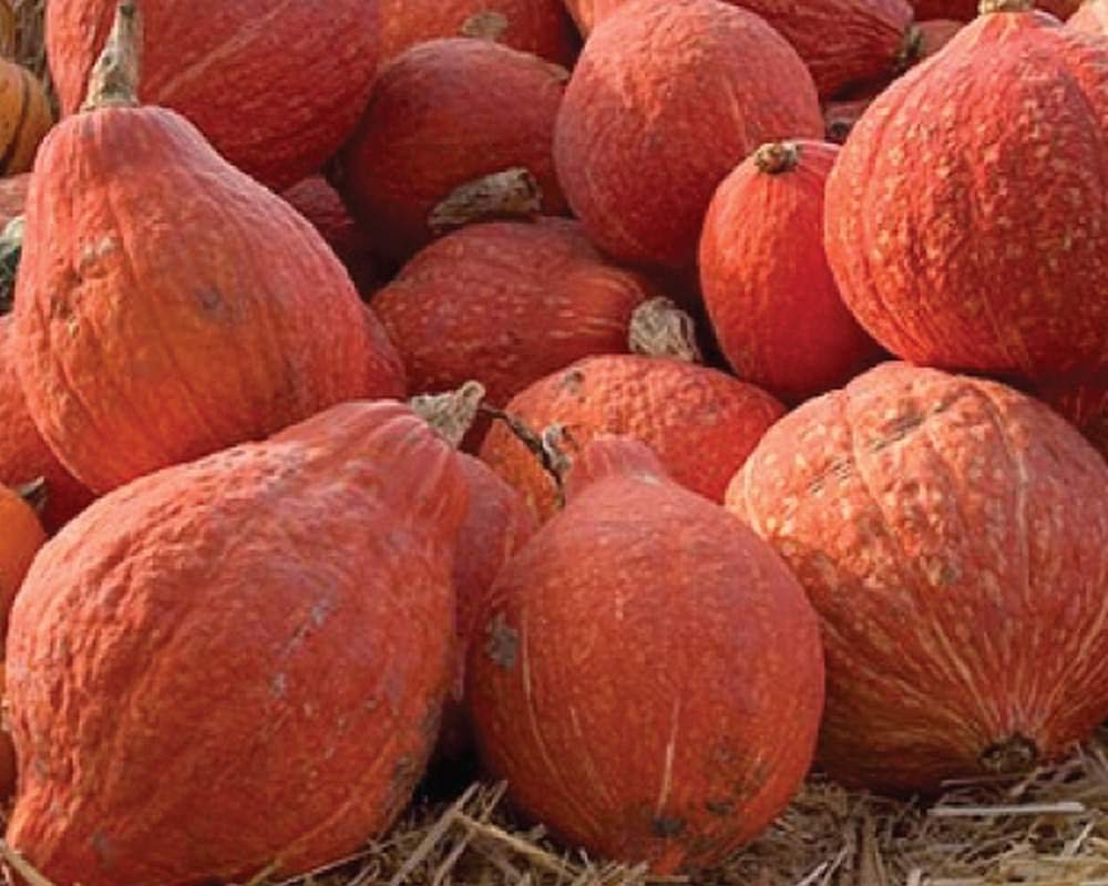 Golden Hubbard Winter Squash – Fast Growing Vegetable Seeds
