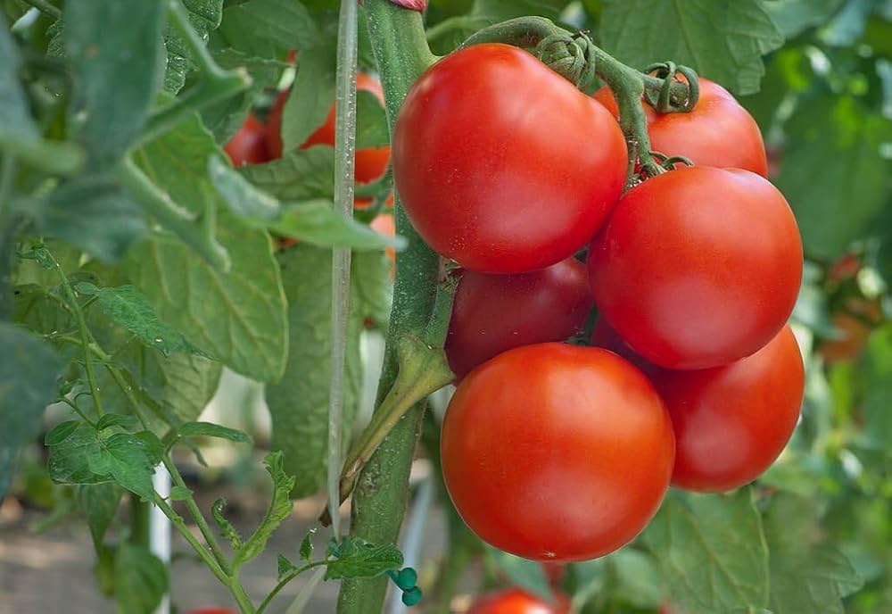 Czech Bush Tomato – Heirloom Vegetable Garden Seeds