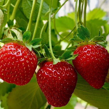 Camarosa Strawberry Seeds – Heirloom, Non-GMO, Large Red Fruit Variety for Planting
