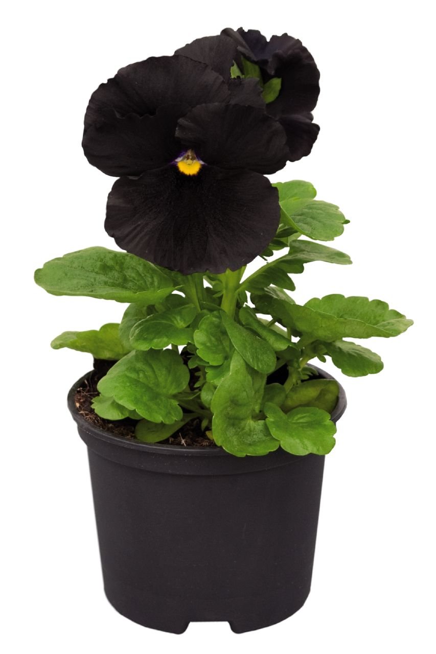 Fragrant Carnation King – Fragrant, Perennial Flower Seeds