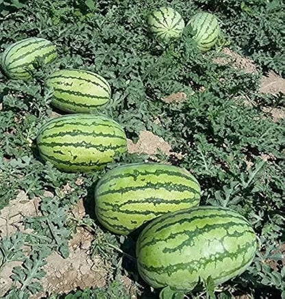 Watermelon Crimson Sweet – Garden Fruit Seeds
