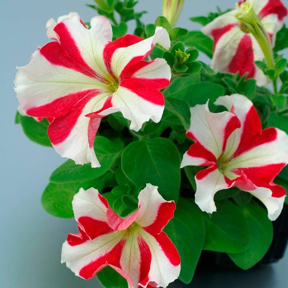 Petunia Star Red – Annual Flower Seeds