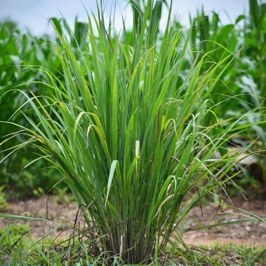 Lemongrass Cymbopogon Citratus – Culinary Herb Seeds
