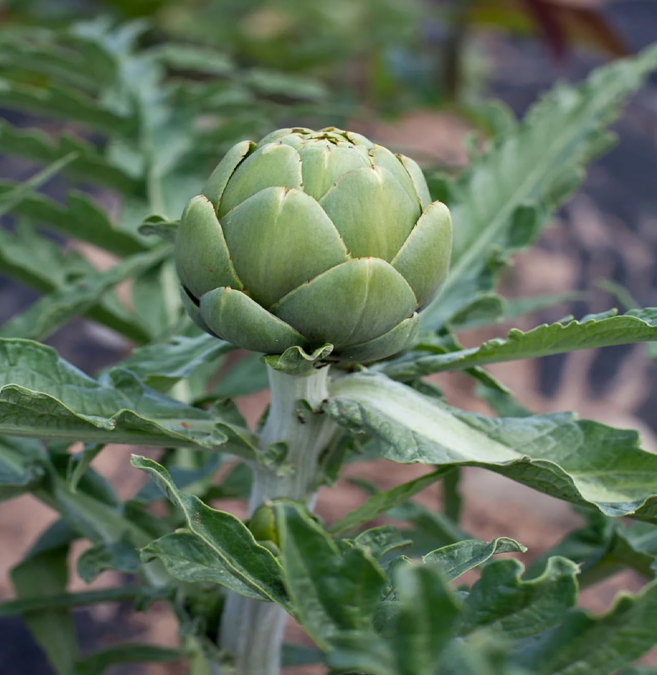 Artichoke Seeds Green – Garden Flower Seeds