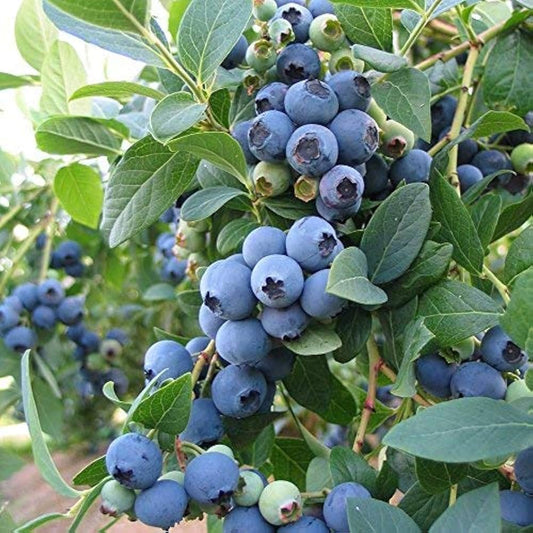European Blueberry Seeds – Garden Fruit Seeds