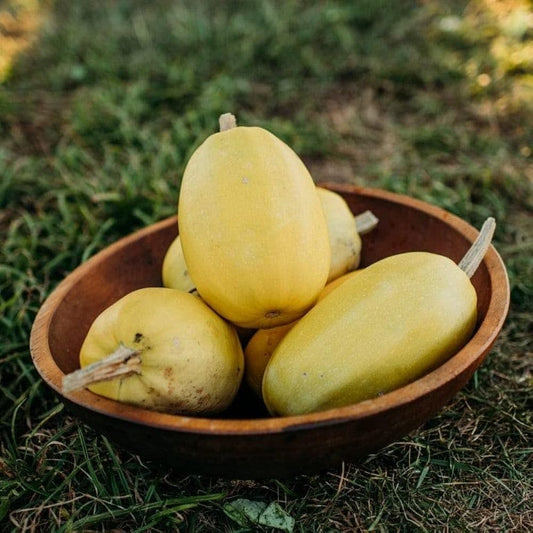Spaghetti Squash – Summer Vegetable Seeds