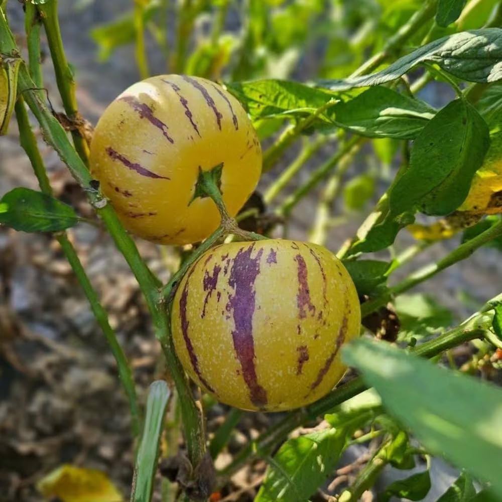 Pepino ‘Colossal Giant’ Seeds – Heirloom, Non-GMO, Large Sweet Melon-Type Fruit