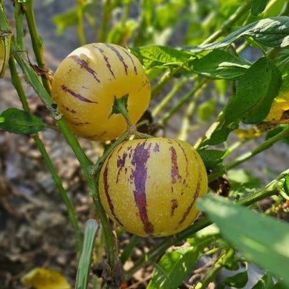 Pepino ‘Colossal Giant’ Seeds – Heirloom, Non-GMO, Large Sweet Melon-Type Fruit