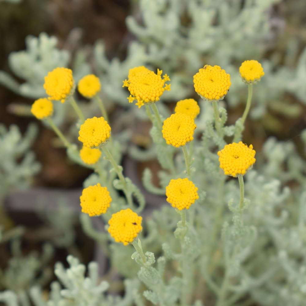 Fragrant Santolina Cottton – Fragrant, Perennial Herb Seeds